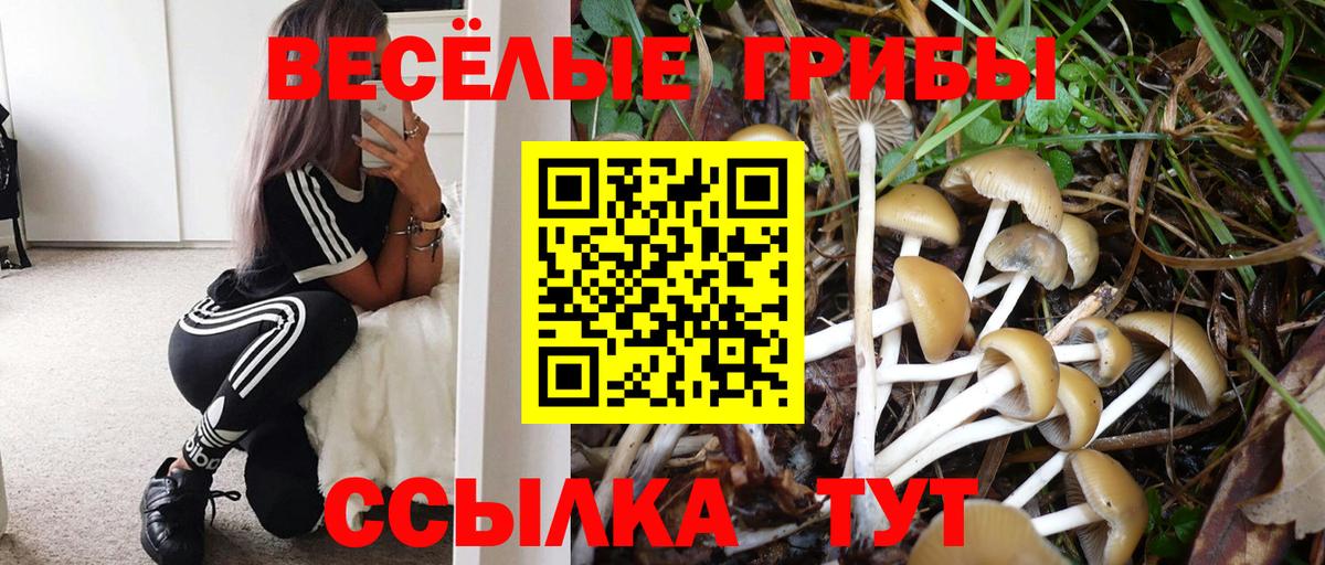 Новокубанск  Галлюциногенные грибы прущие грибы  Вход с VPN  Псилоцибиновые грибы Psilocybine cubensis 
